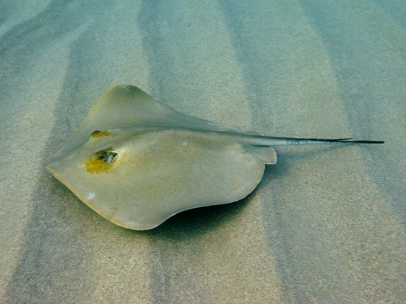 Dasyatis pastinaca (Linnaeus, 1758)